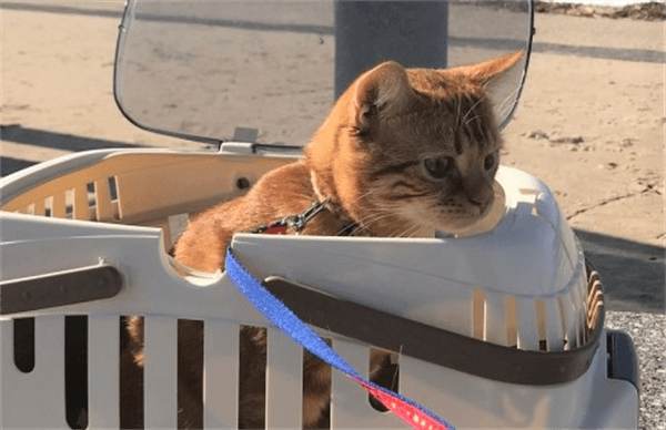 ケージに入った猫